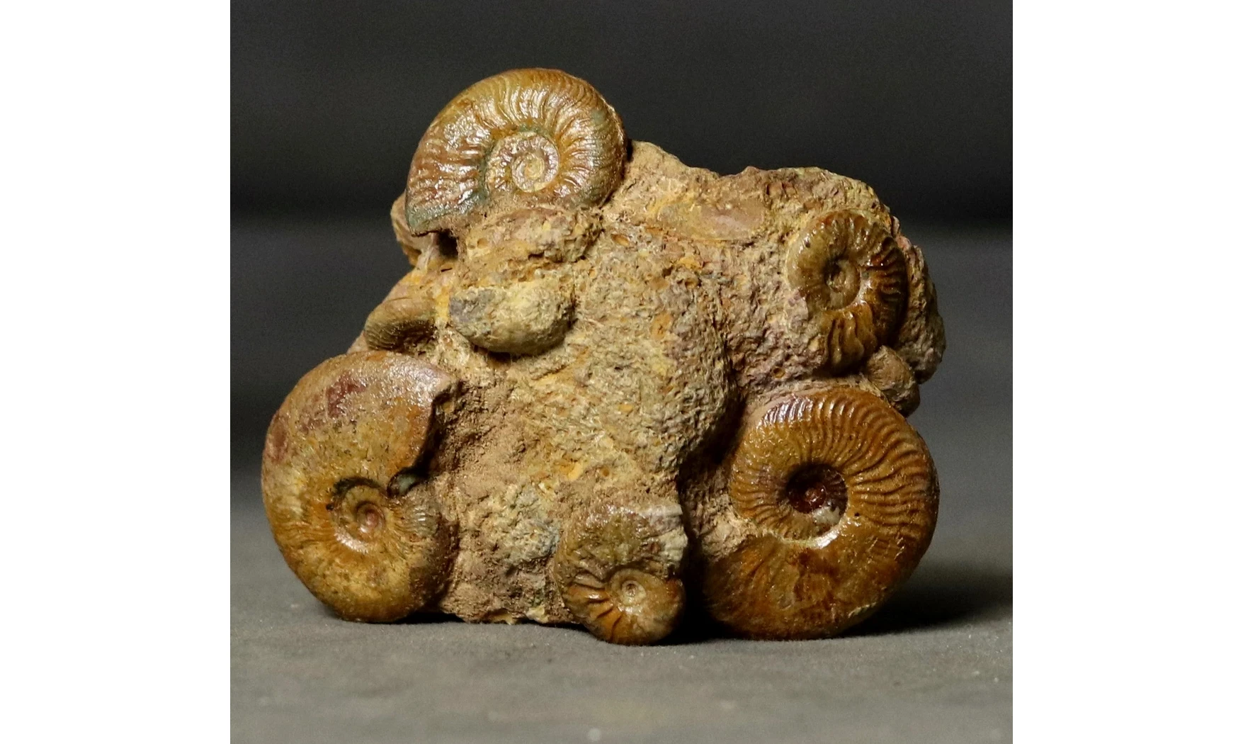 Pleydellia + Leioceras