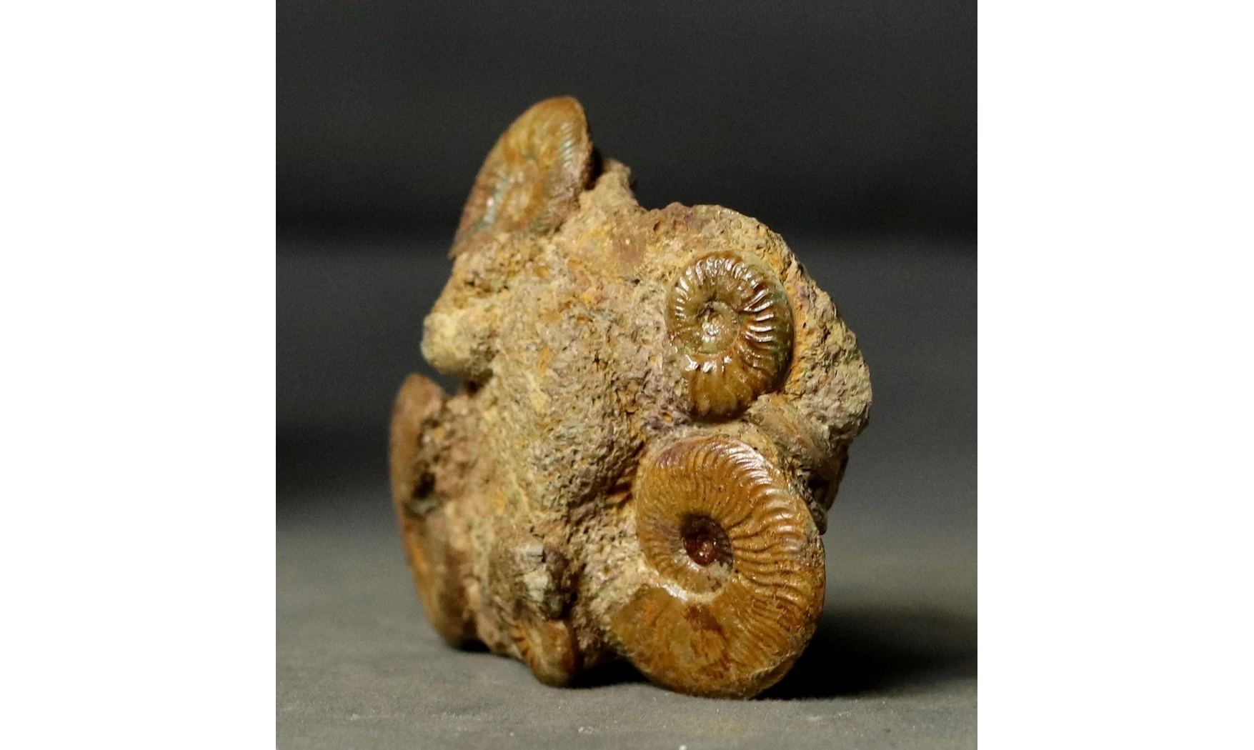 Pleydellia + Leioceras