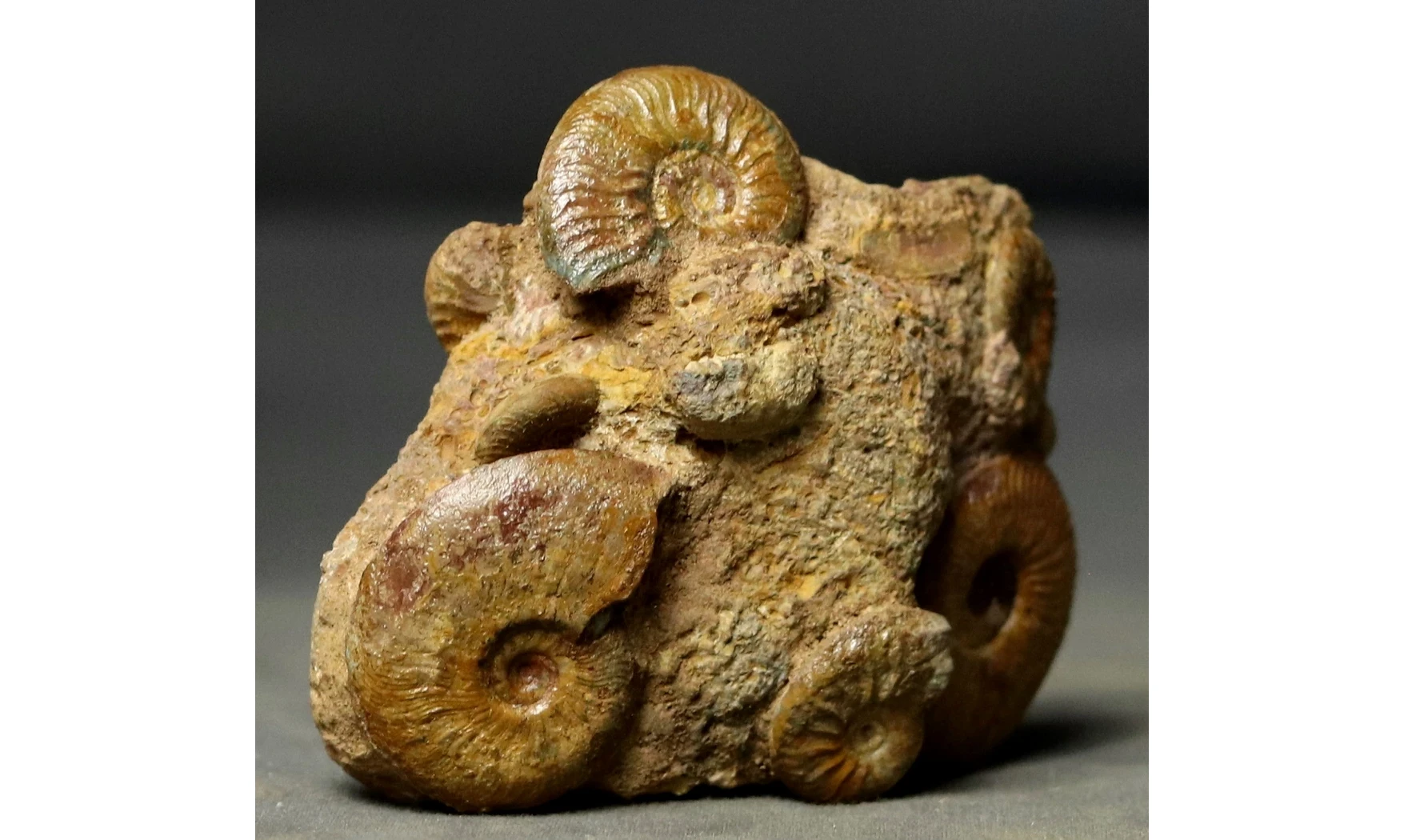 Pleydellia + Leioceras
