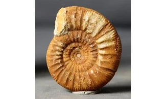 Choffatia recuperoi