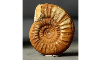 Choffatia recuperoi