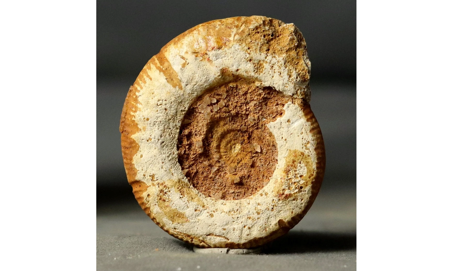 Choffatia recuperoi