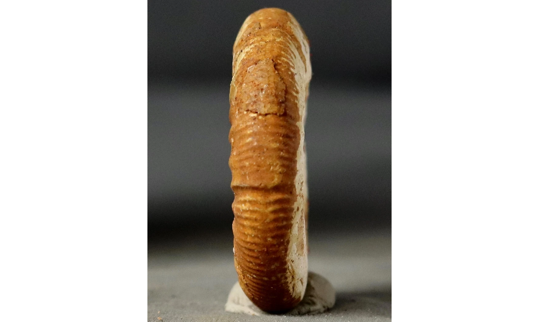 Choffatia recuperoi