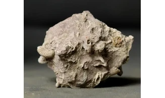 Garantiana garantiana