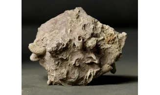 Garantiana garantiana