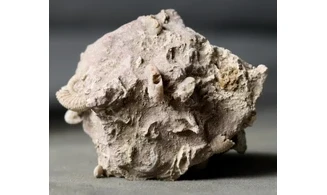 Garantiana garantiana