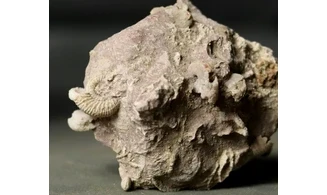 Garantiana garantiana