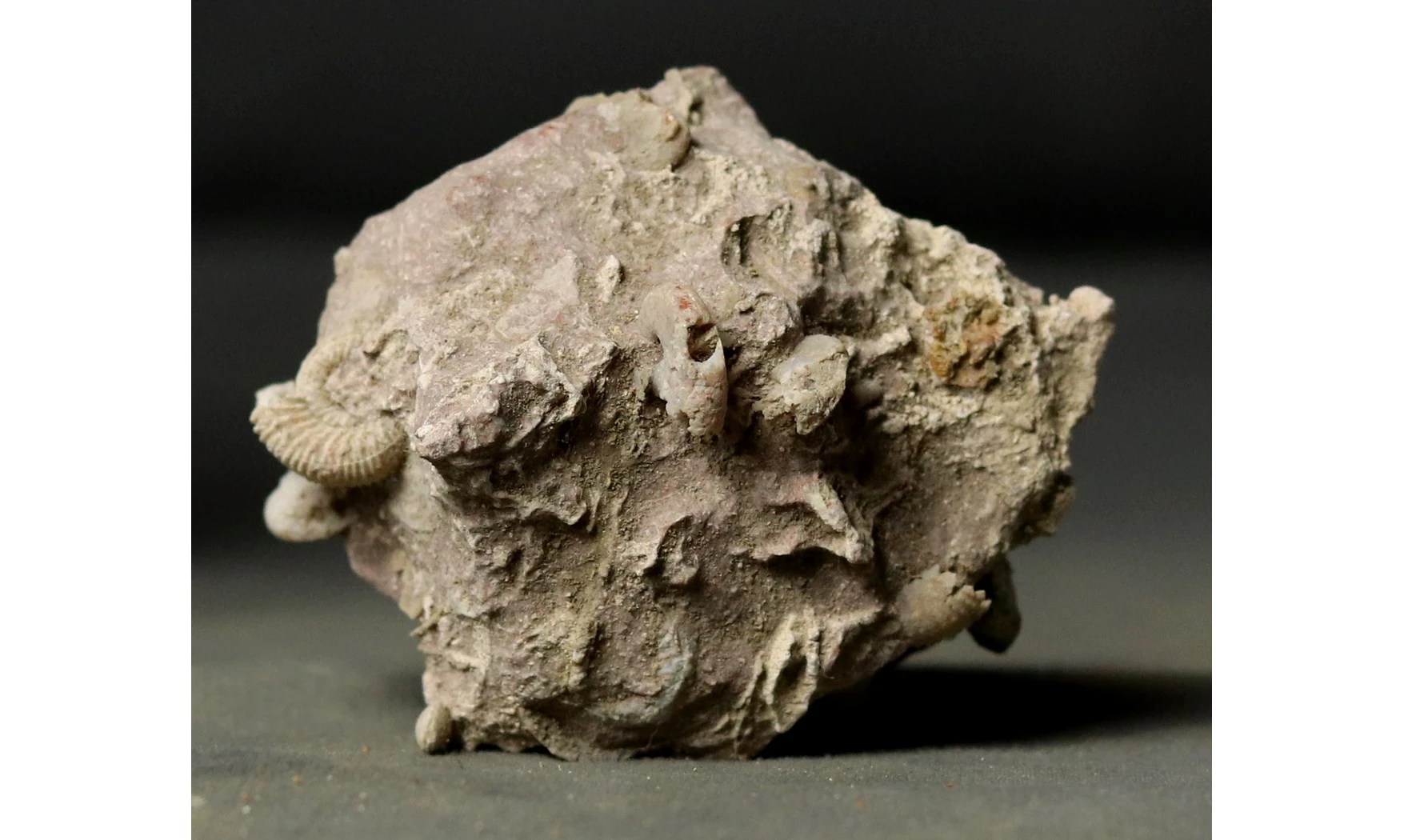 Garantiana garantiana