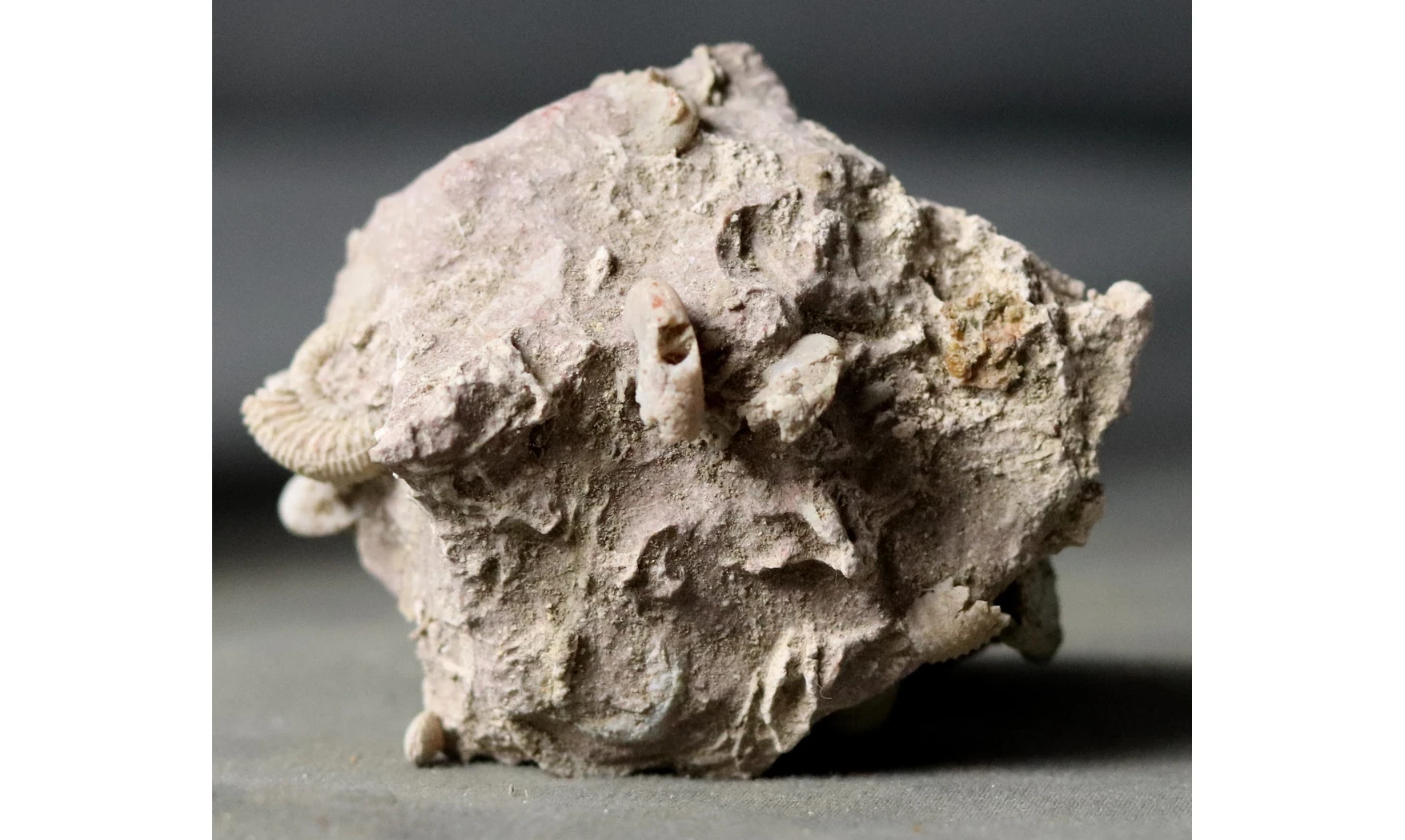 Garantiana garantiana