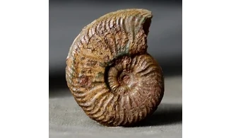 Pleydellia aalensis