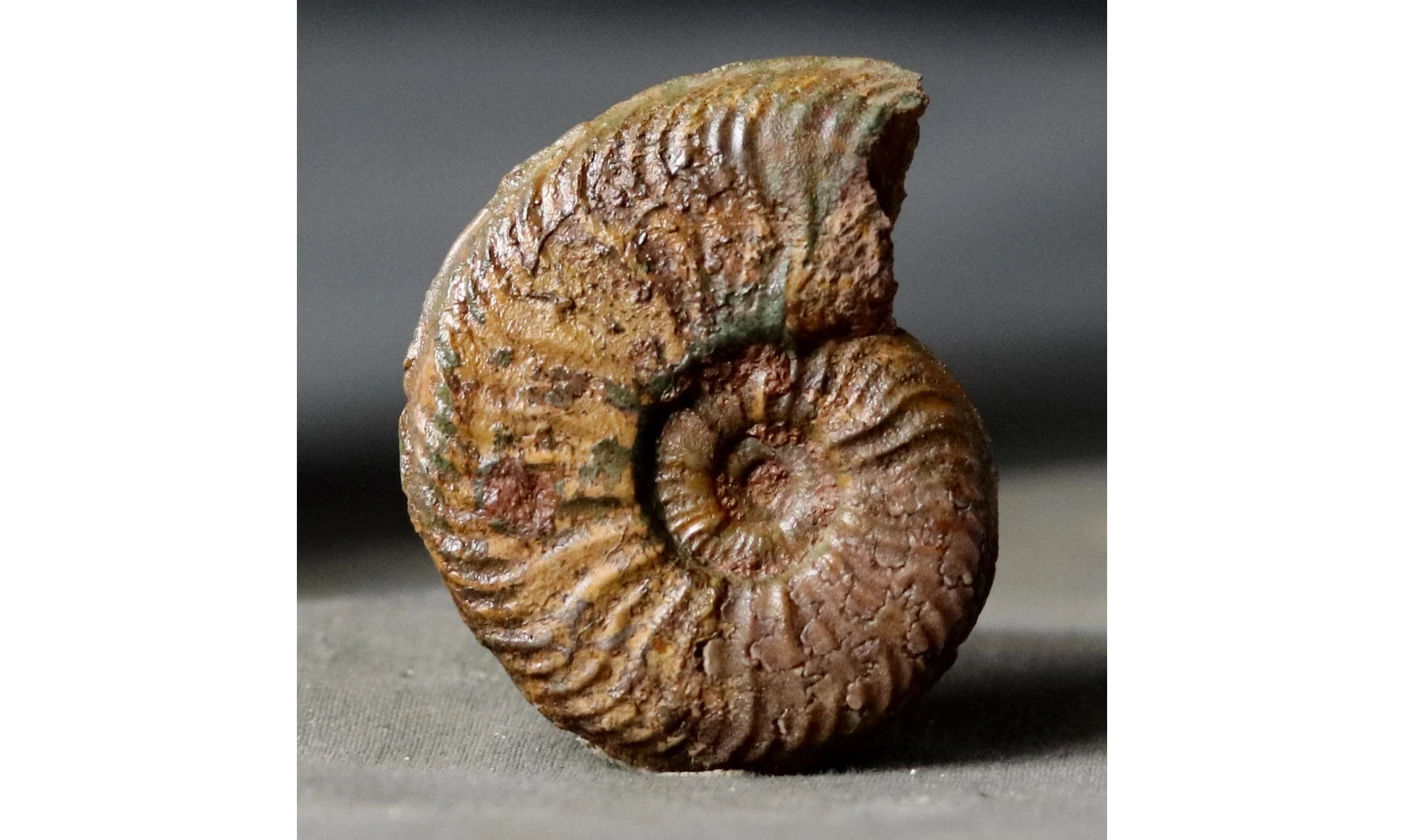 Pleydellia aalensis