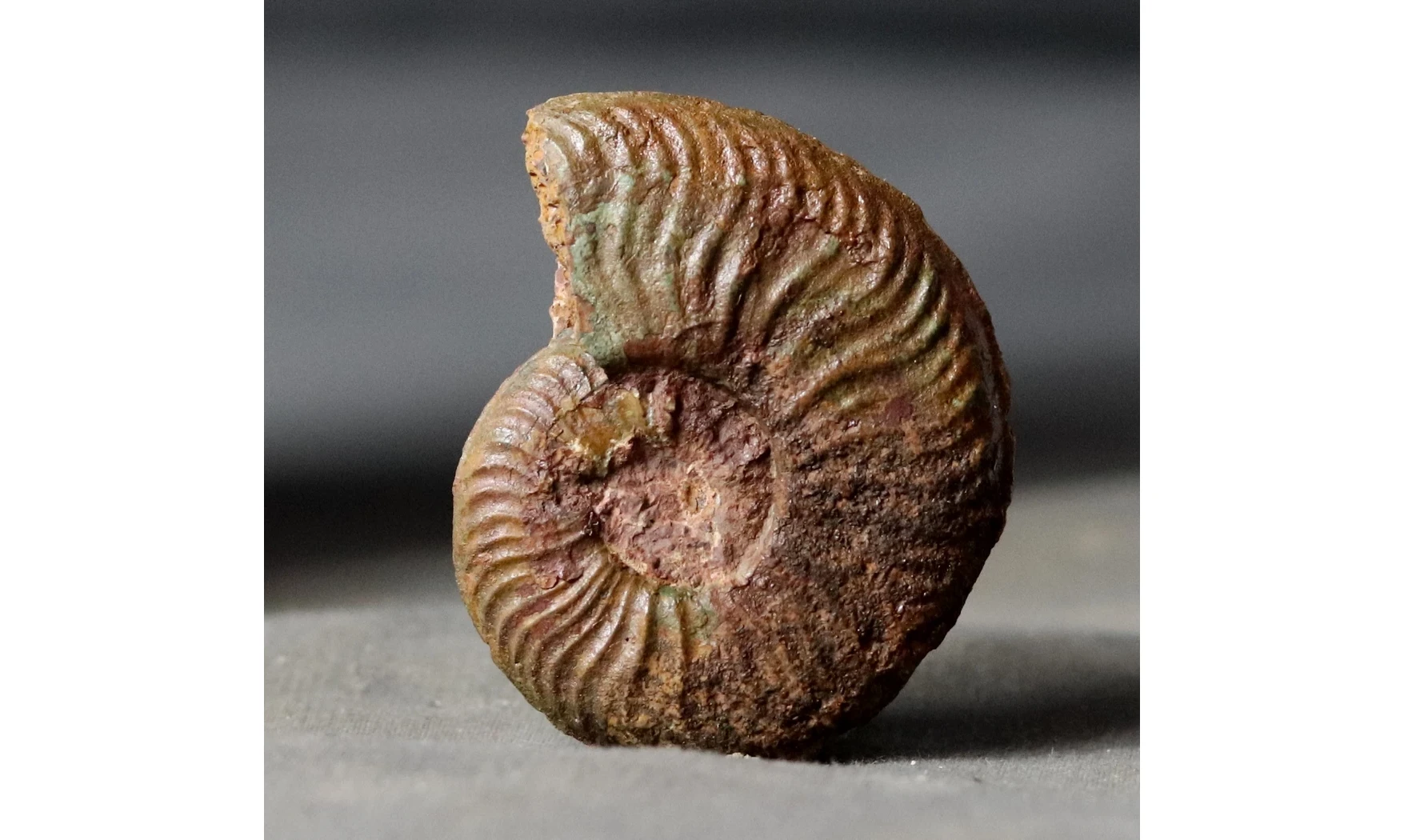 Pleydellia aalensis