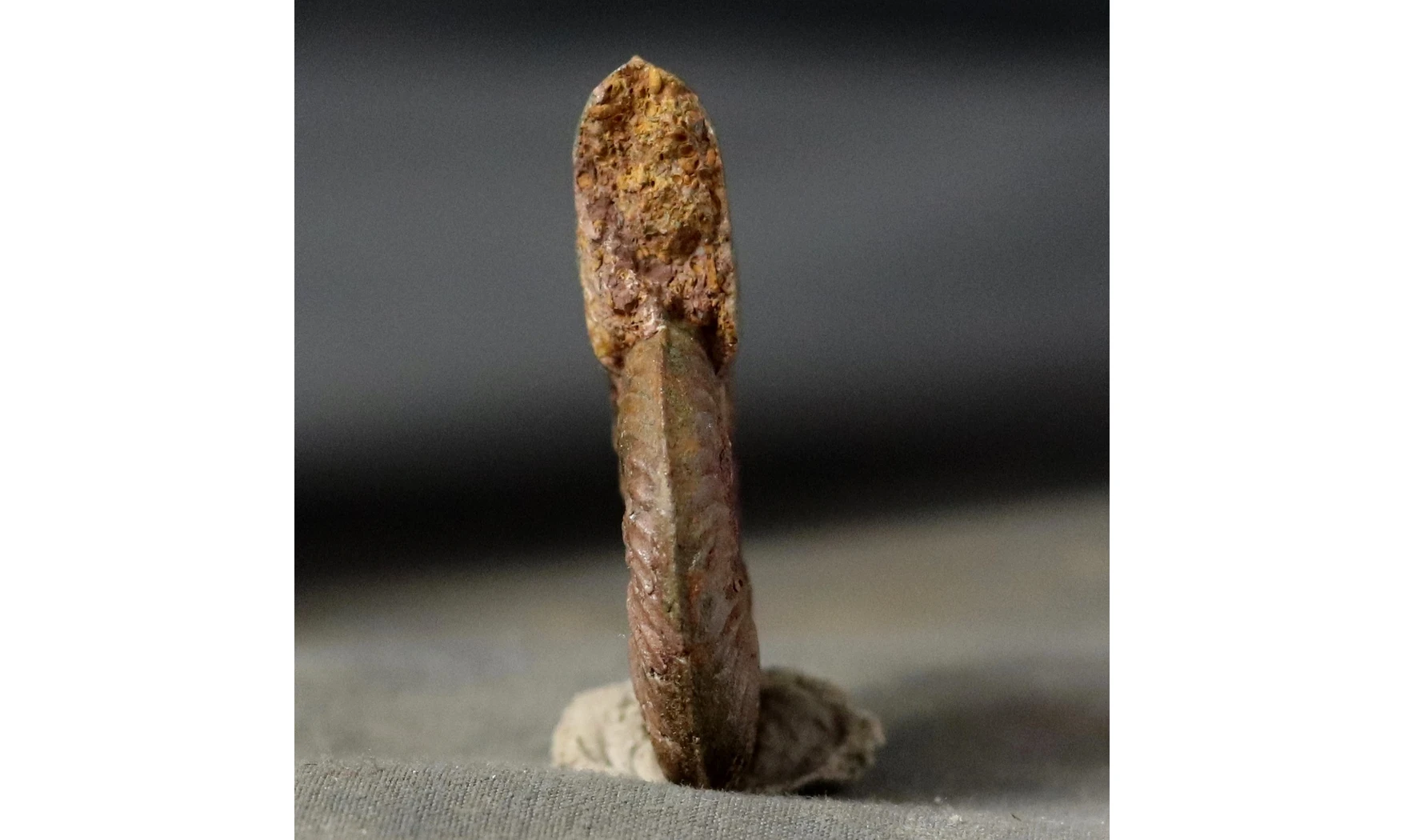 Pleydellia aalensis