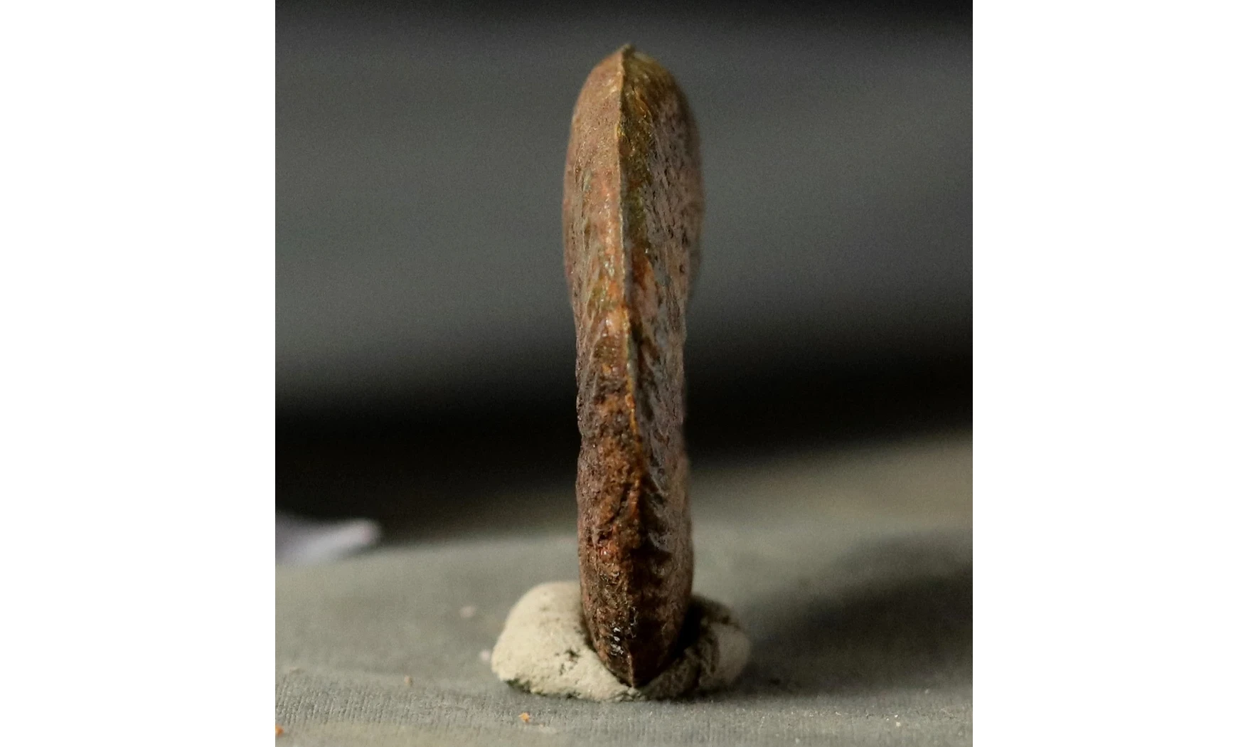 Pleydellia aalensis