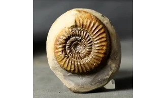 Catacoeloceras dumortieri
