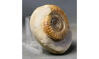 Catacoeloceras dumortieri