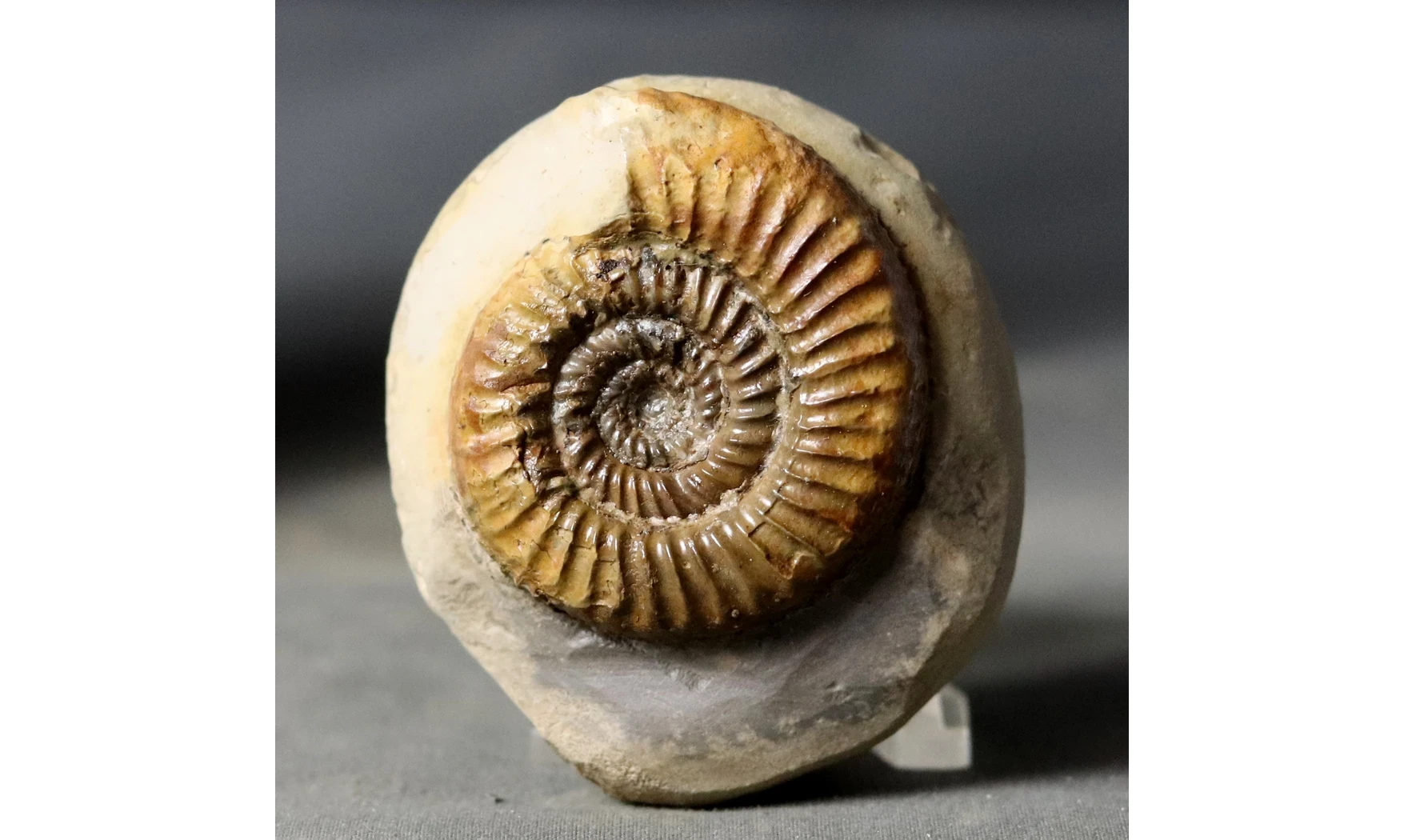 Catacoeloceras dumortieri