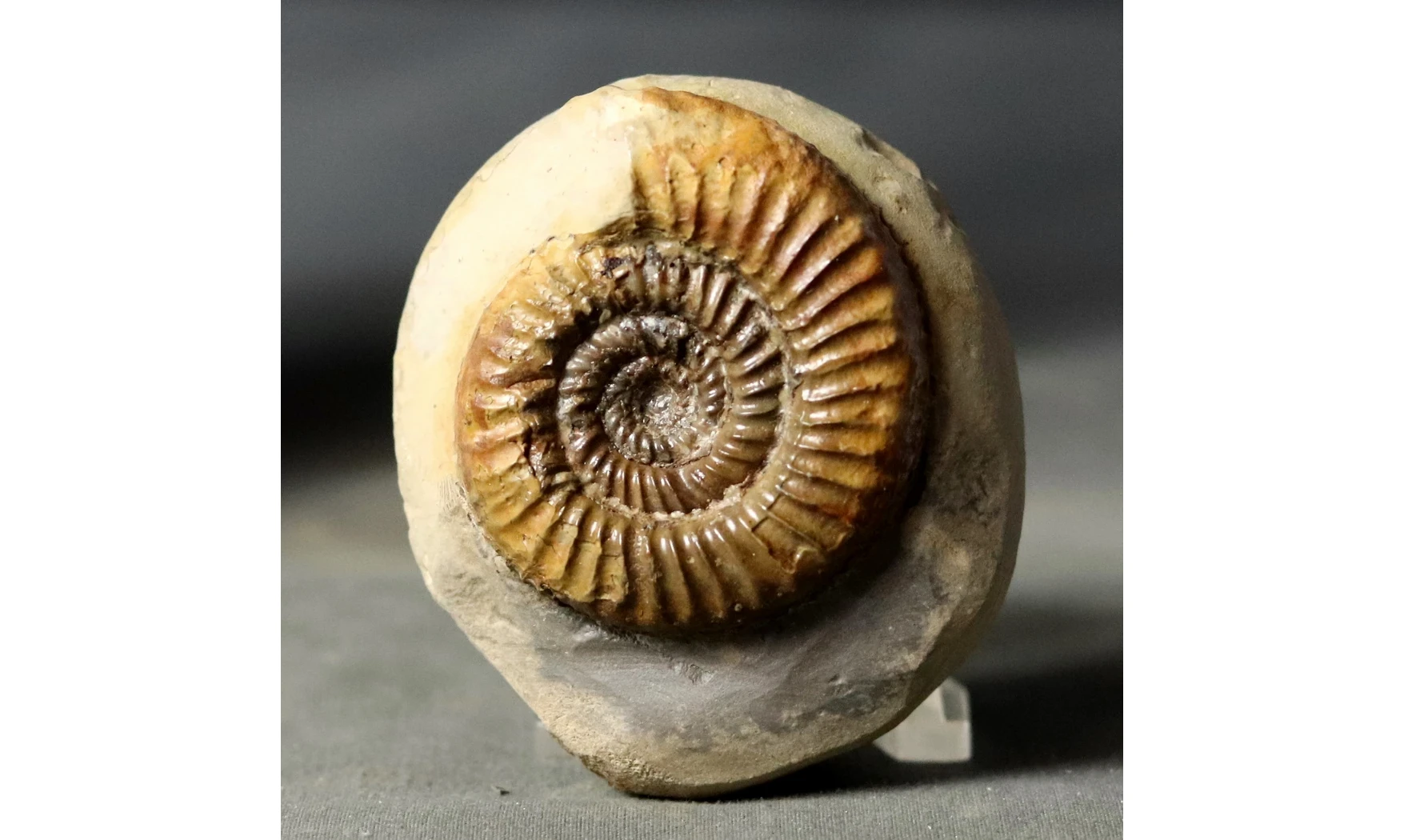 Catacoeloceras dumortieri