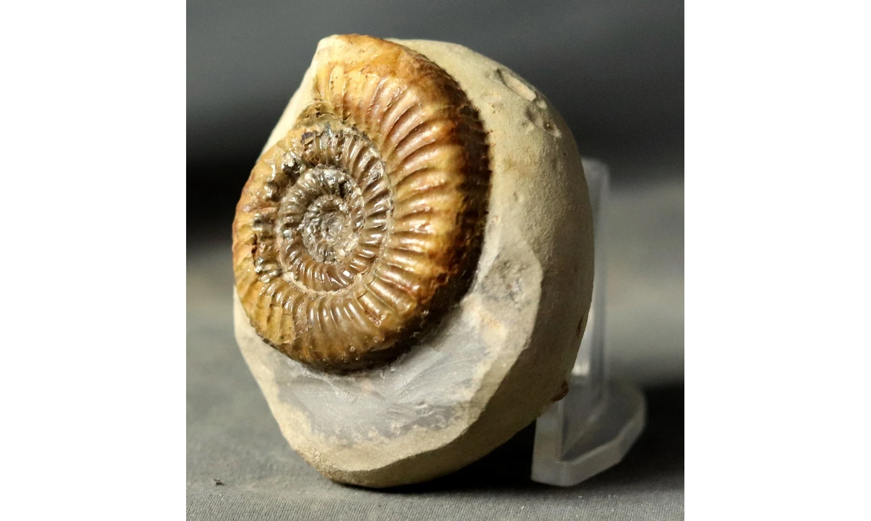 Catacoeloceras dumortieri
