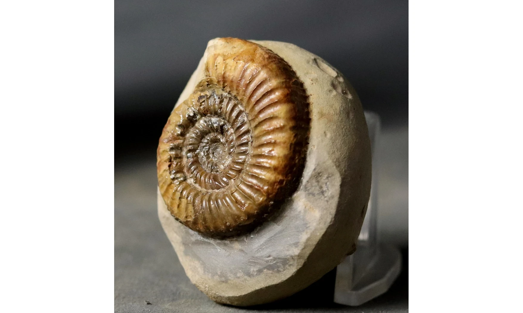Catacoeloceras dumortieri