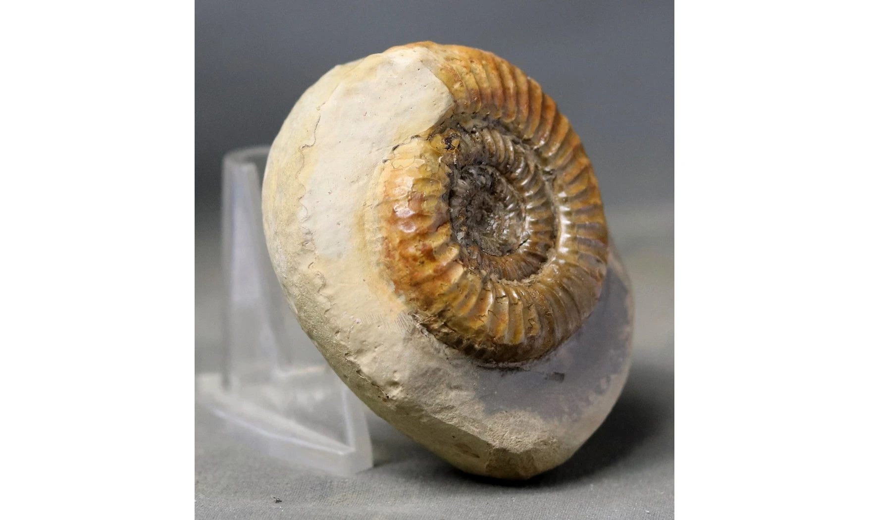 Catacoeloceras dumortieri