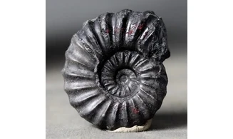 Brancoceras aegoceratoides