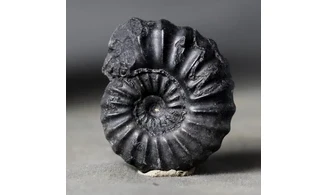 Brancoceras aegoceratoides