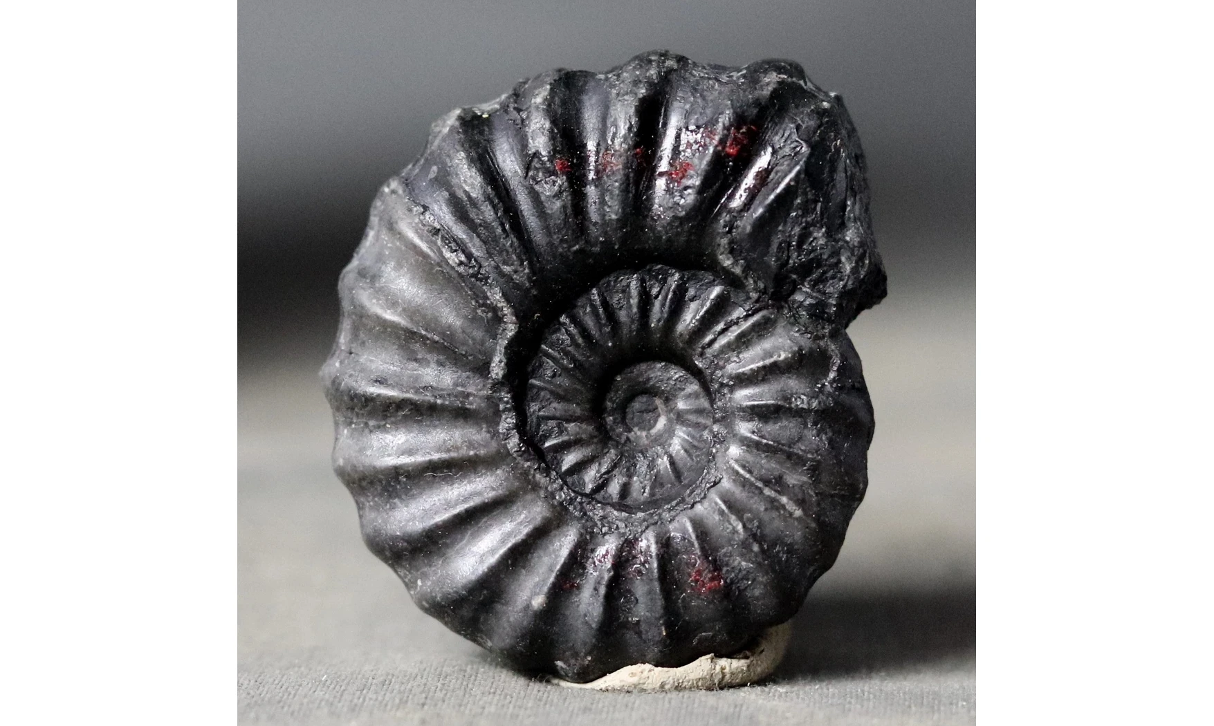 Brancoceras aegoceratoides