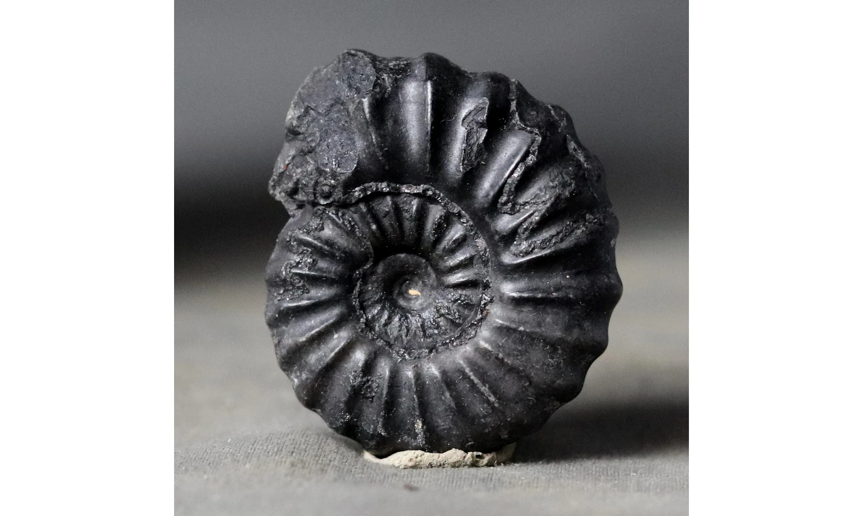 Brancoceras aegoceratoides