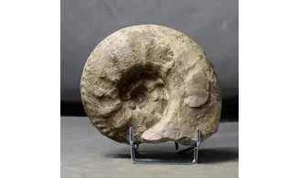 Acanthodiscus radiatus