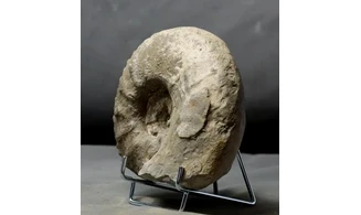 Acanthodiscus radiatus