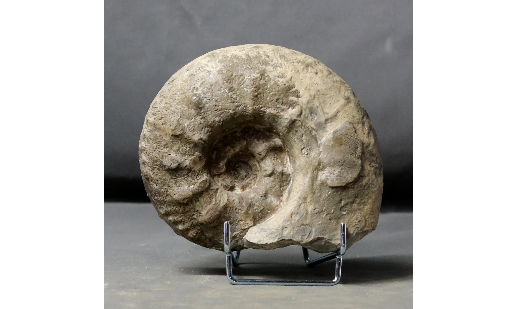 Acanthodiscus radiatus