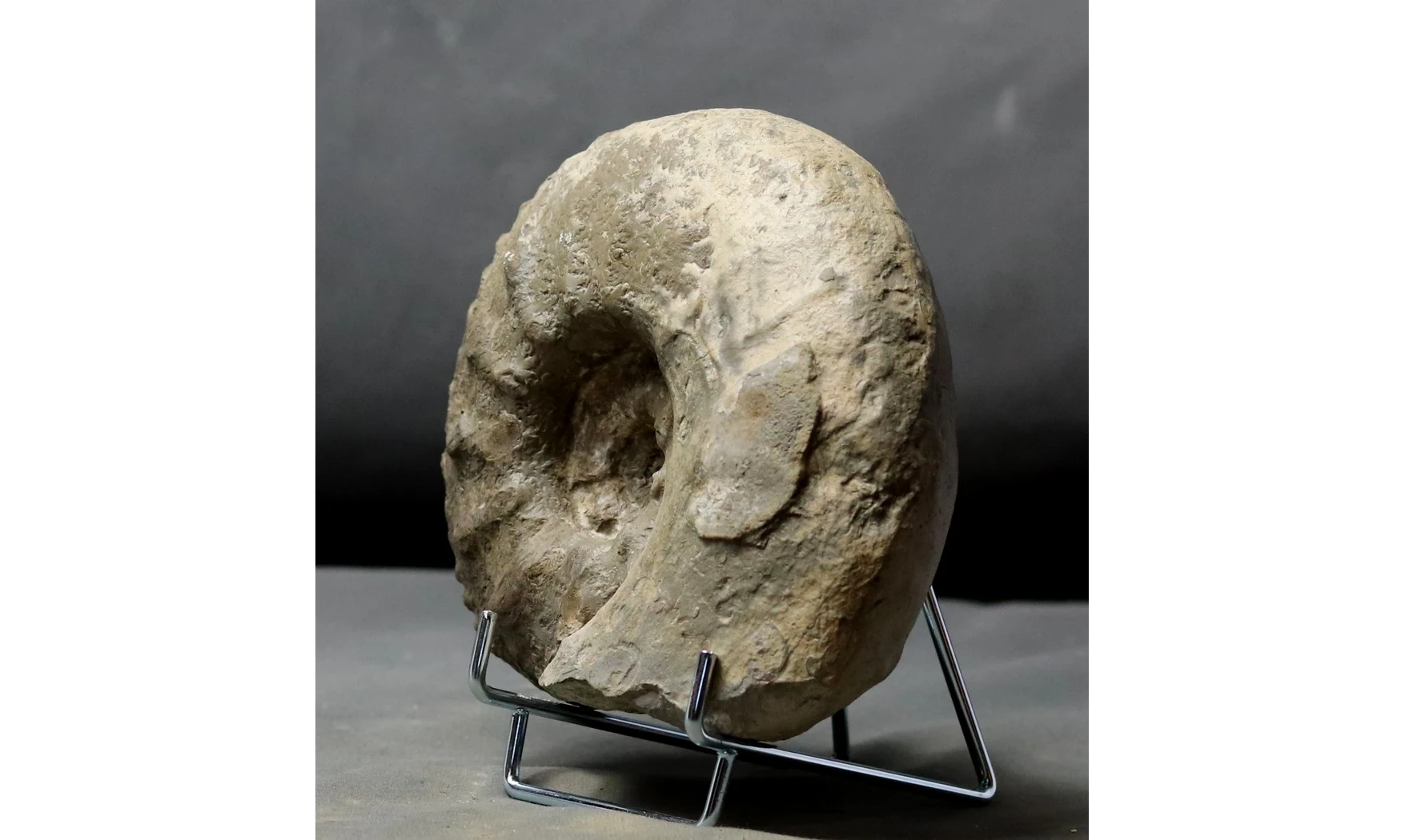 Acanthodiscus radiatus
