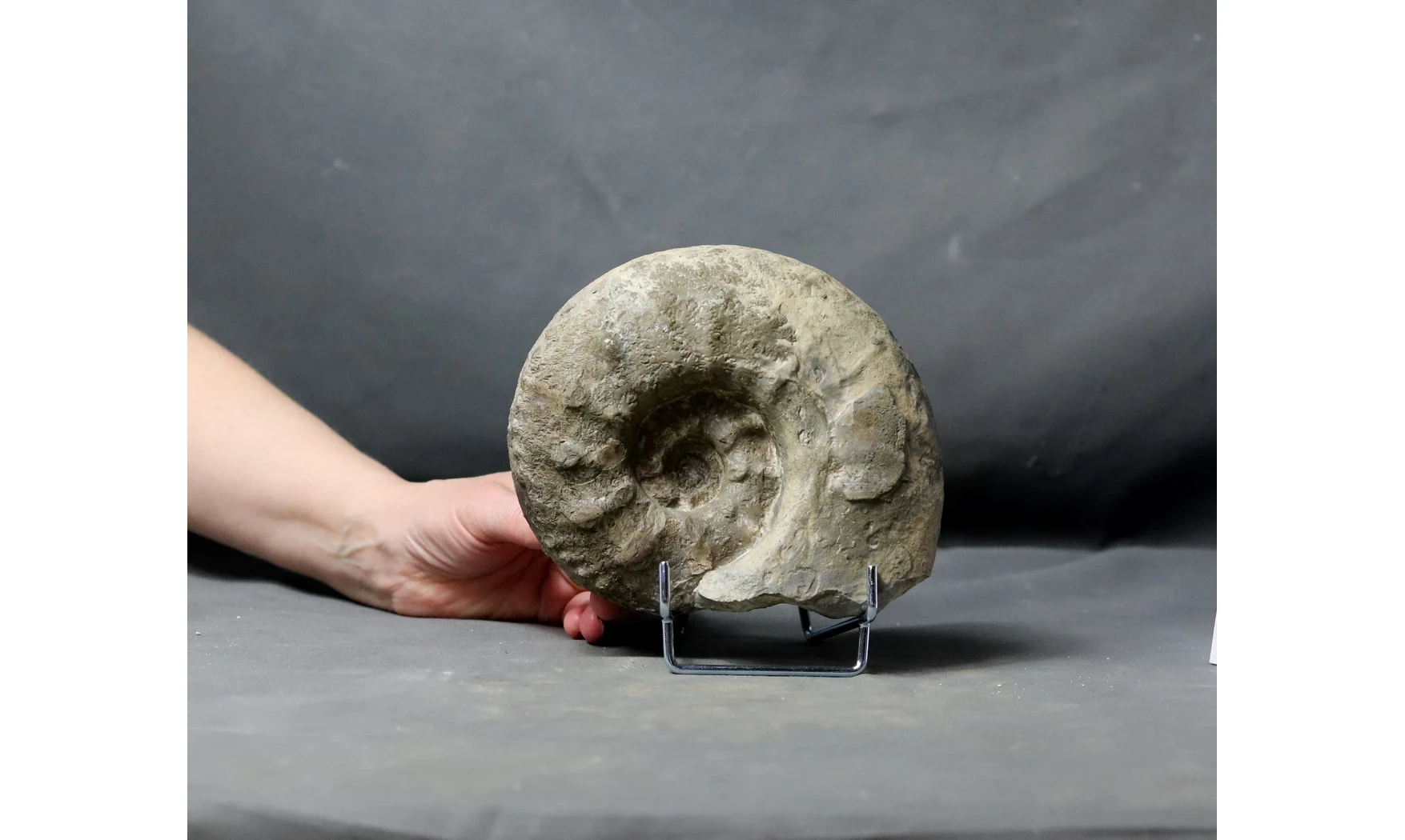 Acanthodiscus radiatus