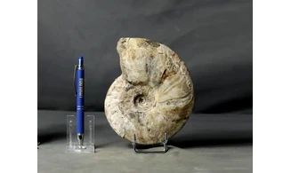 Cleoniceras besairiei