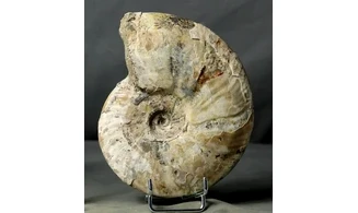 Cleoniceras besairiei