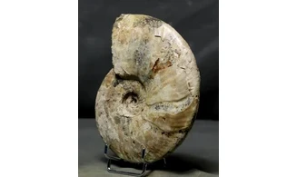 Cleoniceras besairiei