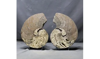 Cenoceras sp