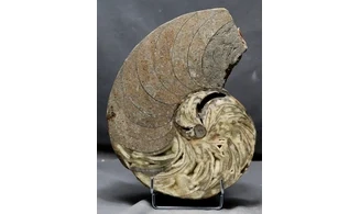 Cenoceras sp