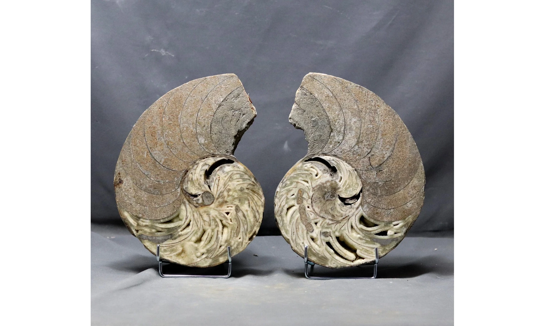 Cenoceras sp