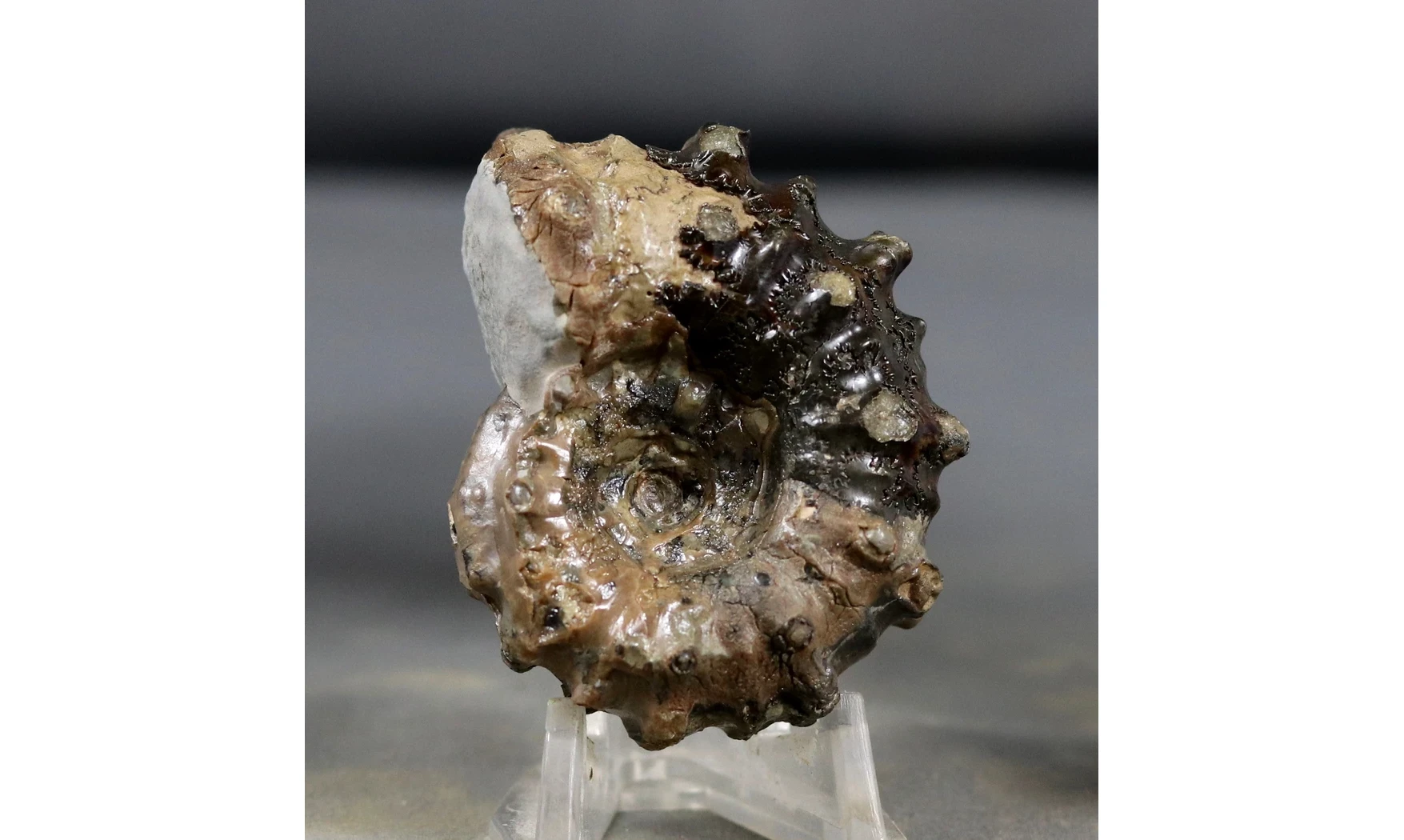 Douvilleiceras mammilatum