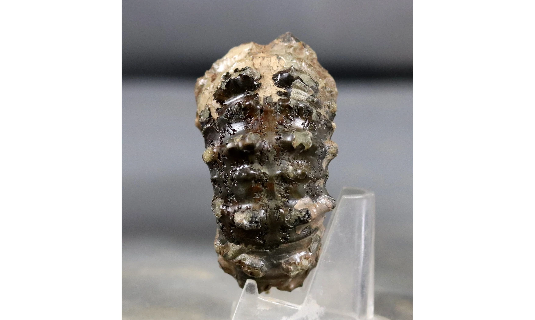 Douvilleiceras mammilatum