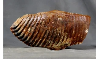 Mammuthus primigenius