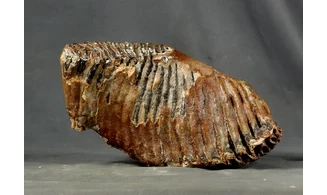 Mammuthus primigenius