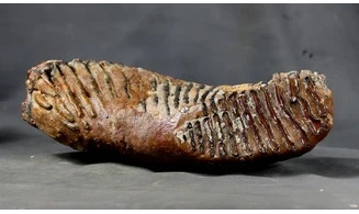 Mammuthus primigenius