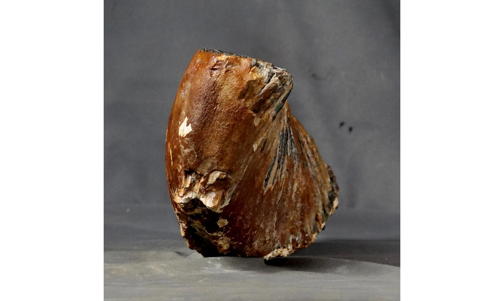 Mammuthus primigenius
