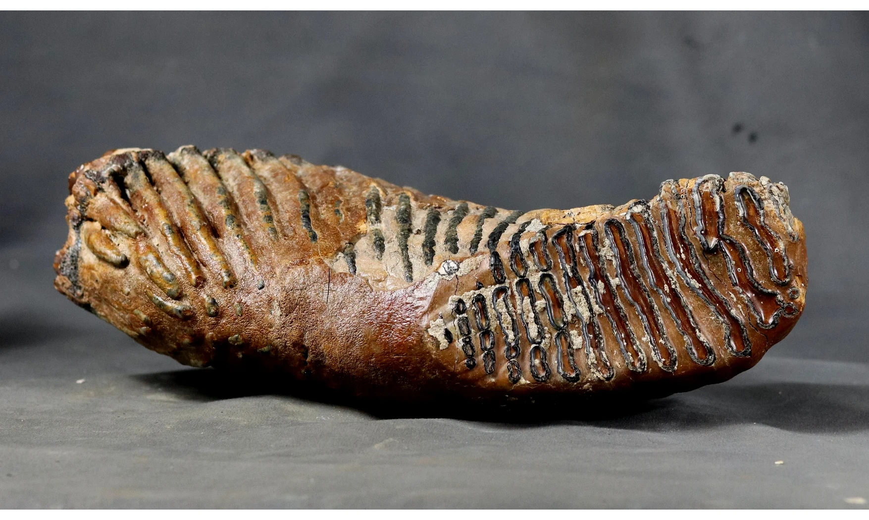 Mammuthus primigenius