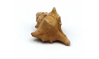 Murex ternispina var verbeeki