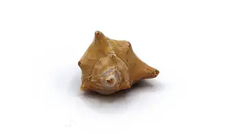 Murex ternispina var verbeeki