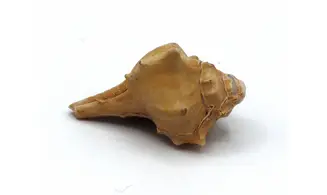 Murex ternispina var verbeeki